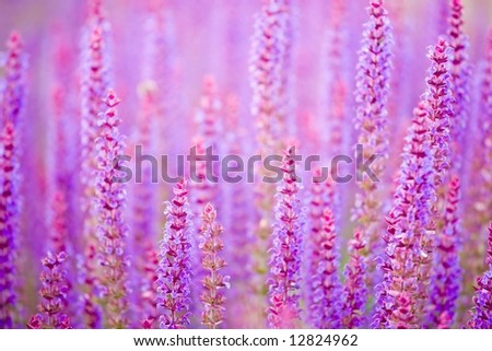beautiful purple sage background with shallow deep of field