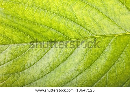 strawberry plant leaf very close macro
