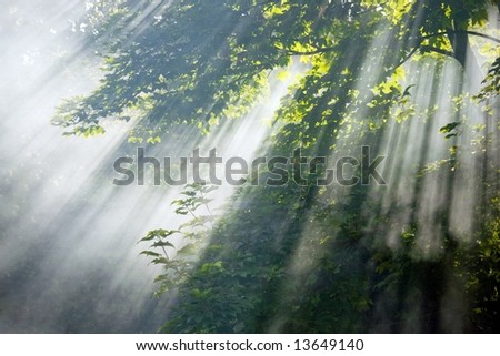 Mystical Rays of sunlight through campfire smoke and trees