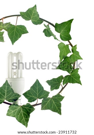 ivy branch