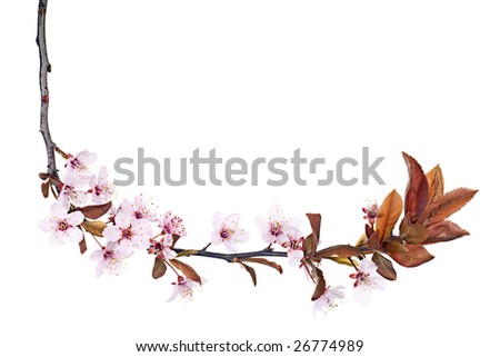 branch of red plum tree blossom isolated on white