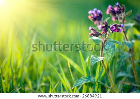 medicine herbal (pulmonaria longiflora) in fresh spring meadow