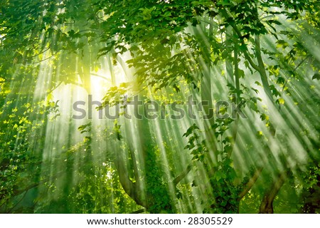 magic sunlight in fresh misty forest
