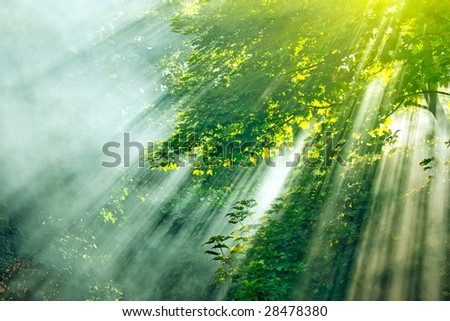 dense sunbeams through trees in forest