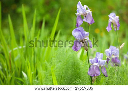 beautiful blue iris flowers in wild garden