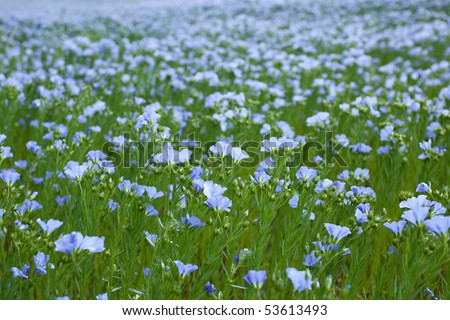 blue flax field closeup at spring, shallow depth of field