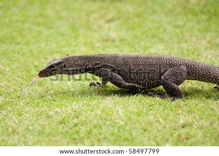 big monitor lizard walking on grass, malaysia