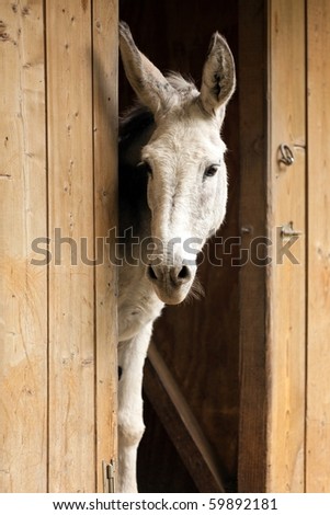 young white donkey in french farm looking outdoor