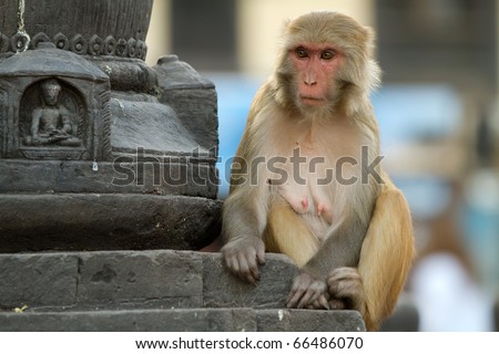macaque standing in the monkey temple, kathmandu, nepal