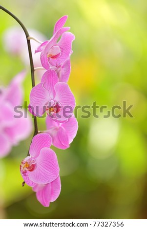 vivid pink orchid flowers, shallow depth of field