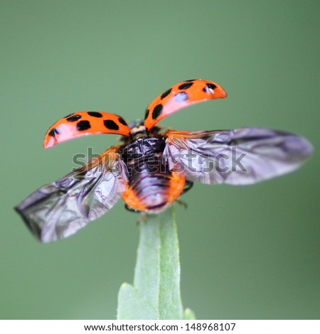 ladybird starts to fly away