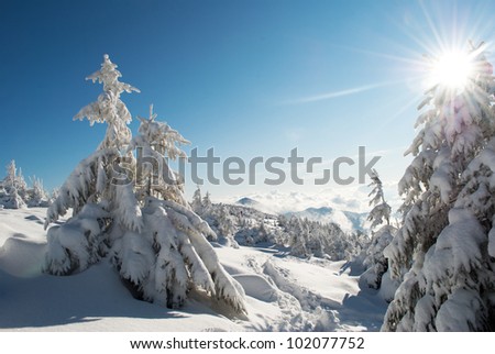 the sun through the winter trees in mountains covered with fresh snow