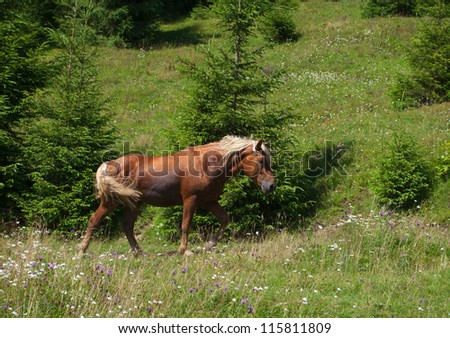 brown horse with blonde mane and tail walking on green grass