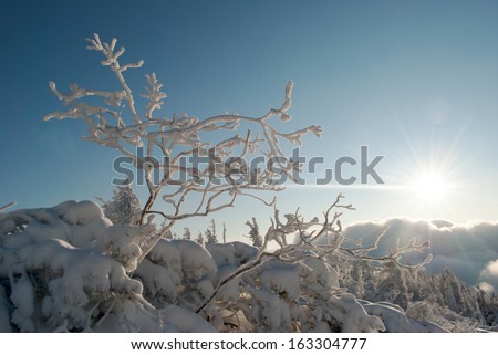 winter landscape of snow covered tree, sun and clouds