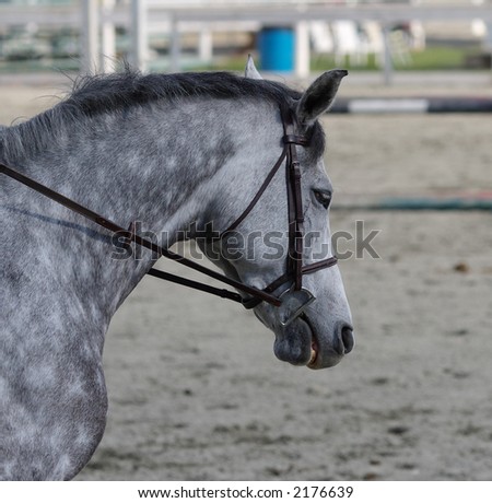 arabian horse wallpaper. Dapple+grey+arabian+horse