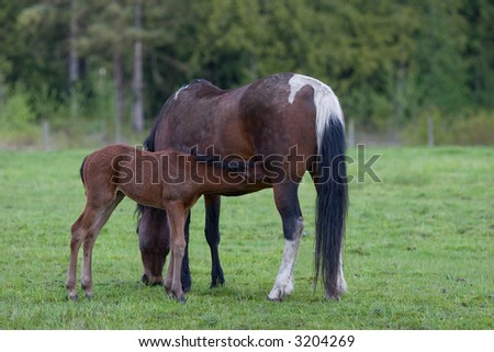 feeding time for new born foal