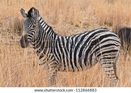 A Zebra amongst the long-grass in Pilanesberg National Park, South Africa.