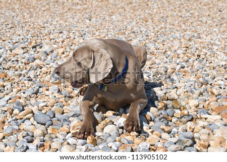 A large dog sitting on beach pebbles.