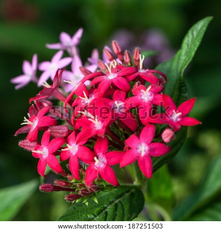 A close-up of the small pink flowers of Pentas lanceolata or Egyptian Starcluster. It is native to much of Africa and is used as a garden plant where it often accompanies butterfly gardens.