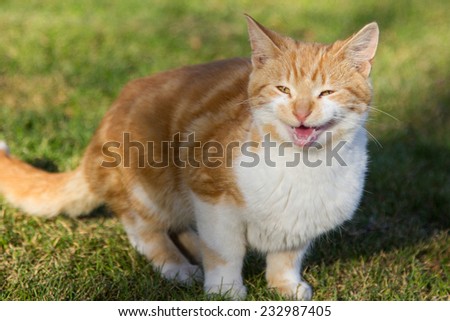 Meowing cat that looks like it\'s complaining