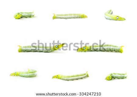 the group of isolate green caterpillar on the white background in many action