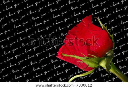 I Love You Red Rose. stock photo : red rose on