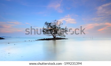 Lonely tree in the middle of sea during sunset