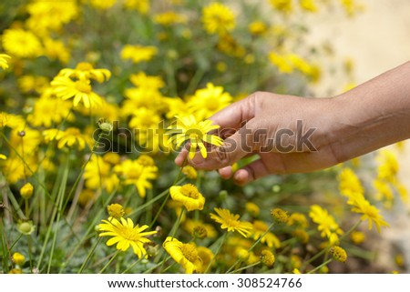 close up of  a hand picking yellow flowers in full bloom.