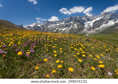 Alpine meadow in the summer (Italy)