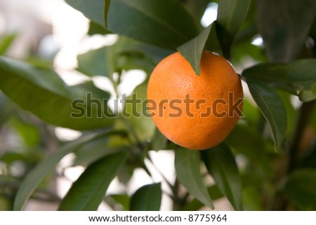 Tangerine fruit on a tree