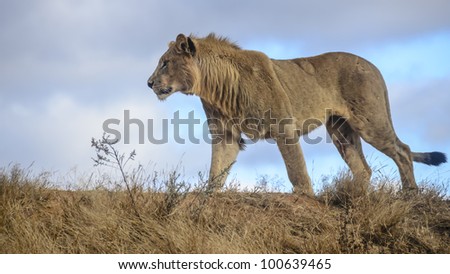The lion (Panthera leo) was on a dam wall in Madikwe Game reserve South Africa and our vehicle was below the wall. His right back leg was injured from a previous fight