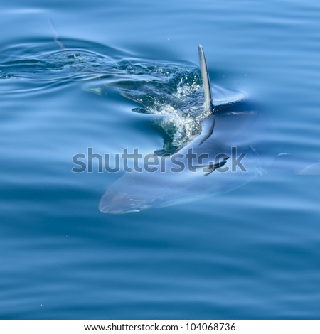 Great White Shark under water in False Bay with a seagull reflecting in the water
