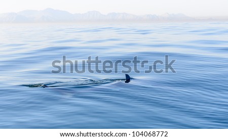 Shark fin breaking the surface of the sea in False Bay