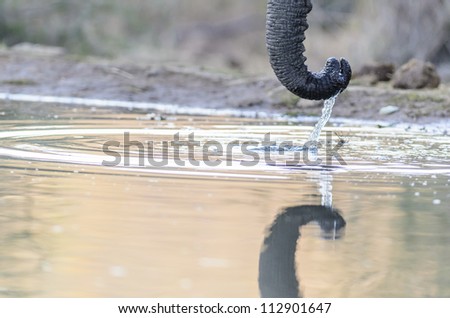 Elephant trunk closeup drinking water