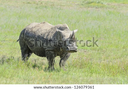 Rhino in a game reserve roaming free. Reserve and position not given due Rhinos being poached for their horns