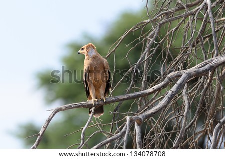 Tawney Eagle sitting on the ground to drink water in Kgalagadi South Africa