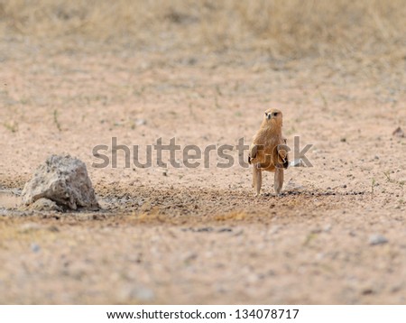 Tawney Eagle sitting on the ground to drink water in Kgalagadi South Africa