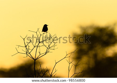 Small unidentified bird silhouette against sunset in Kgalagadi