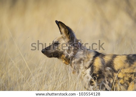 African Wild Dog (Lycaon pictus) wearing a radio collar, Venetia Limpopo Nature Reserve, Limpopo Province, South Africa. Endangered species. Declining population.