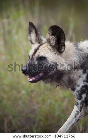African Wild Dog (Lycaon pictus), Mkhuze Game Reserve, KwaZulu-Natal, South Africa. Endangered species. Declining population.