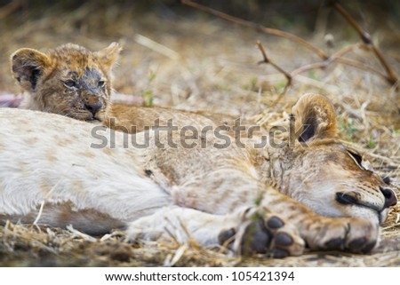 African Lion (Panthera Leo). Northern Tuli Game Reserve, Tuli, Botswana. Vulnerable species. Declining population.