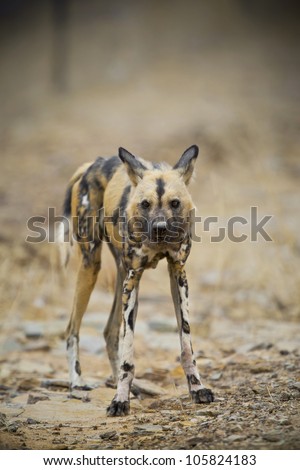 African Wild Dog (Lycaon pictus), Venetia Limpopo Nature Reserve, Limpopo Province, South Africa. Endangered species. Declining population.