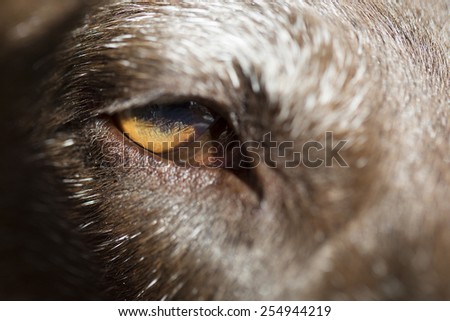 Dog Eye Closeup
