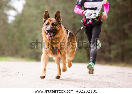 Sled Dog Sport Races with German Shepard and girl Musher canicross