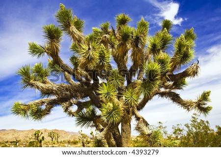 Joshua Tree against a lightly clouded blue sky in Joshua Tree National Park