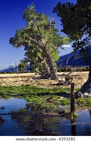 Leaning trees along water overflow near Bishop, CA.