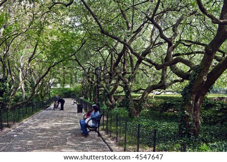 A tangle of trees over a quiet walk in Central Park offers a shady respite from New York\'s busy streets