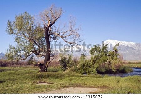 A gnarled tree sprouts spring leaves on the banks of the Owens River near Chalk Bluff in the Owens Valley of California