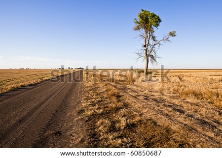 Lone tree grows along a dirt farm road on the plains of Western Kansas