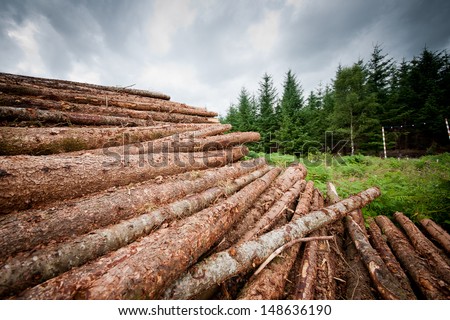 Freshly chopped tree logs stacked up on top of each other in a pile